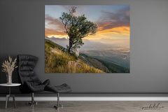 Ryno Botha, Canvas, large, print, art, wood Frame, acrylic, perspex, serene, tranquil, minimal, trees, fern, sunset, Protea, South Africa, Cape Town 