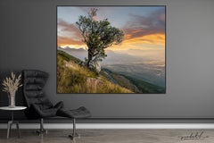Ryno Botha, Canvas, large, print, art, wood Frame, acrylic, perspex, serene, tranquil, minimal, trees, fern, sunset, Protea, South Africa, Cape Town 