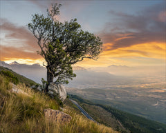 Ryno Botha, Canvas, large, print, art, wood Frame, acrylic, perspex, serene, tranquil, minimal, trees, fern, sunset, Protea, South Africa, Cape Town 