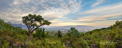Ryno Botha, Canvas, large, print, art, serene, tranquil, minimal, trees, fern, sunset, Protea, South Africa, Cape Town. wallpaper
