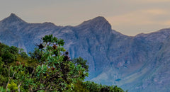 98CC LANDSCAPE DSCF0843