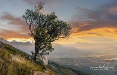 Ryno Botha, Canvas, large, print, art, serene, tranquil, minimal, trees, fern, sunset, Protea, South Africa, Cape Town, wallpaper