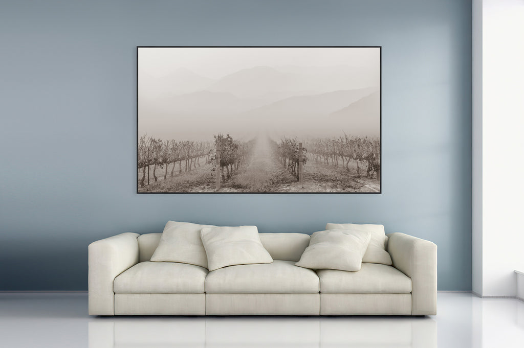 Ryno Botha, Canvas, large, print, art sunset, wood Frame, acrylic, perspex, vineyard, grapes, harvest, mist, fog, rows, Black and white, monocrome